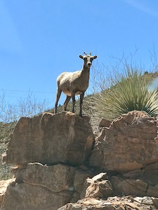 live and glaring bighorn sheep on rock