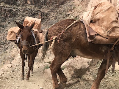 loaded pack mule train climbing Grand Canyon trail