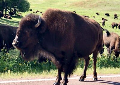 large bison on road, herd behind on grass