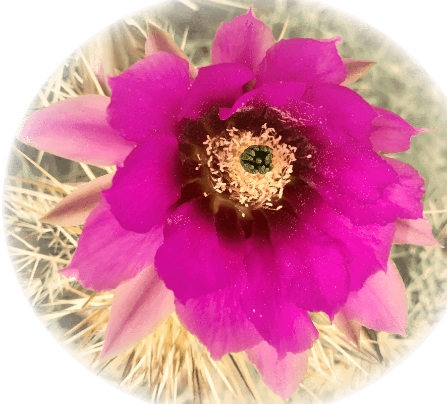 cactus blossom with pink rays and yellow green disk