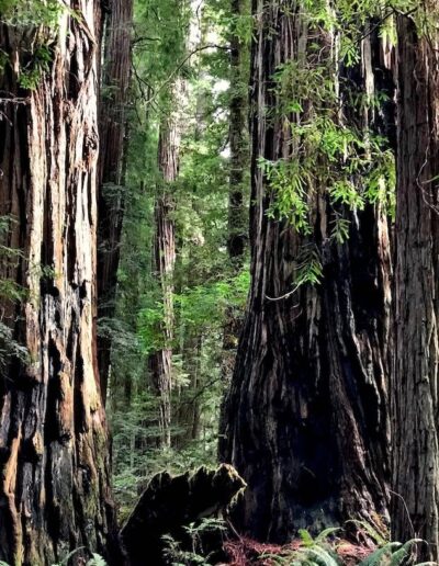 two coastal redwood trunks in Stout Memorial Grove