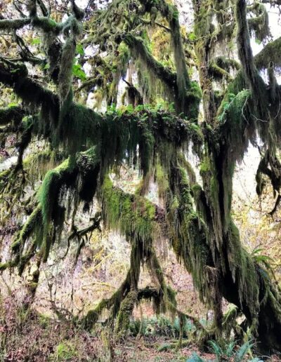 tree covered with ferns and draped in moss strands