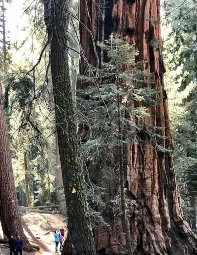 people gazing up a tree 40 times wider than them